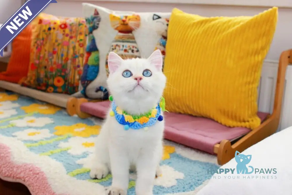 Danko Scottish Straight male black golden shaded pointed live animals