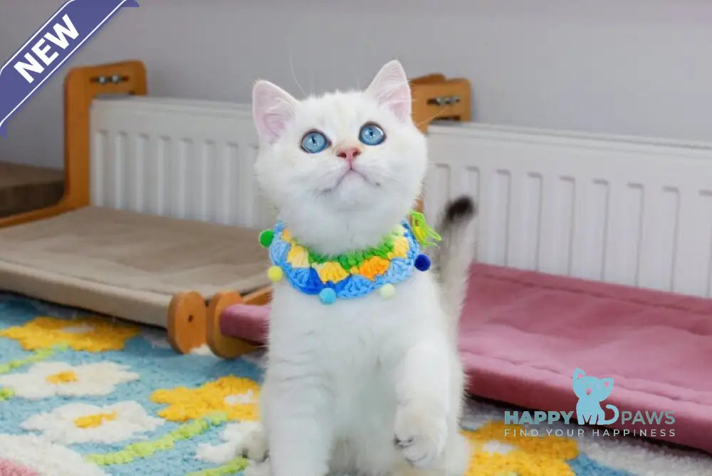 Danko Scottish Straight male black golden shaded pointed live animals