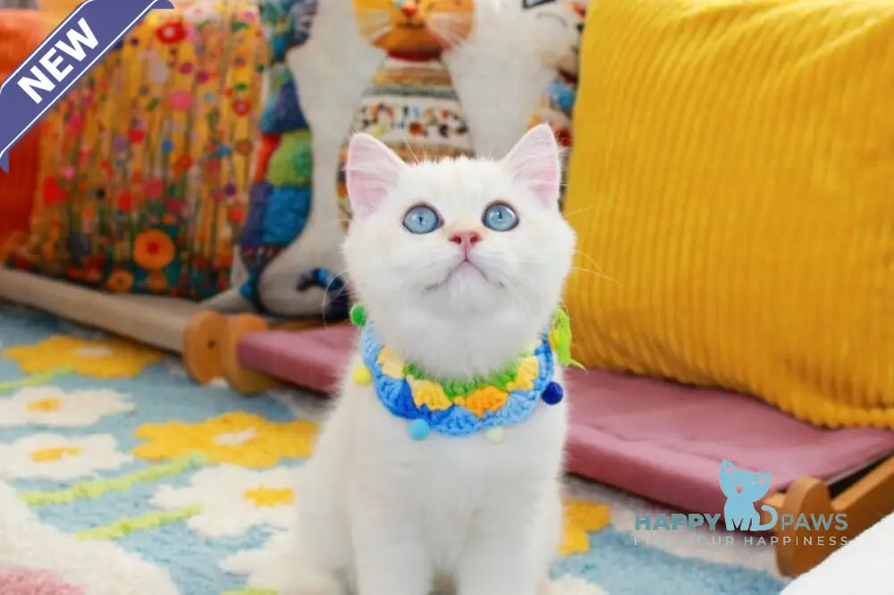 Danko Scottish Straight male black golden shaded pointed live animals