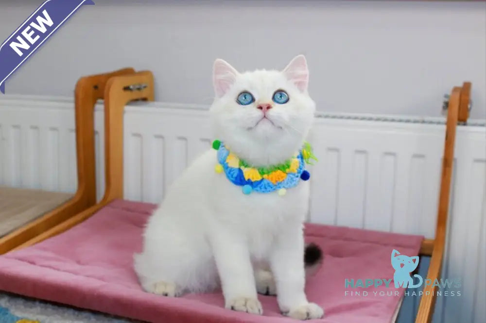 Danko Scottish Straight male black golden shaded pointed live animals