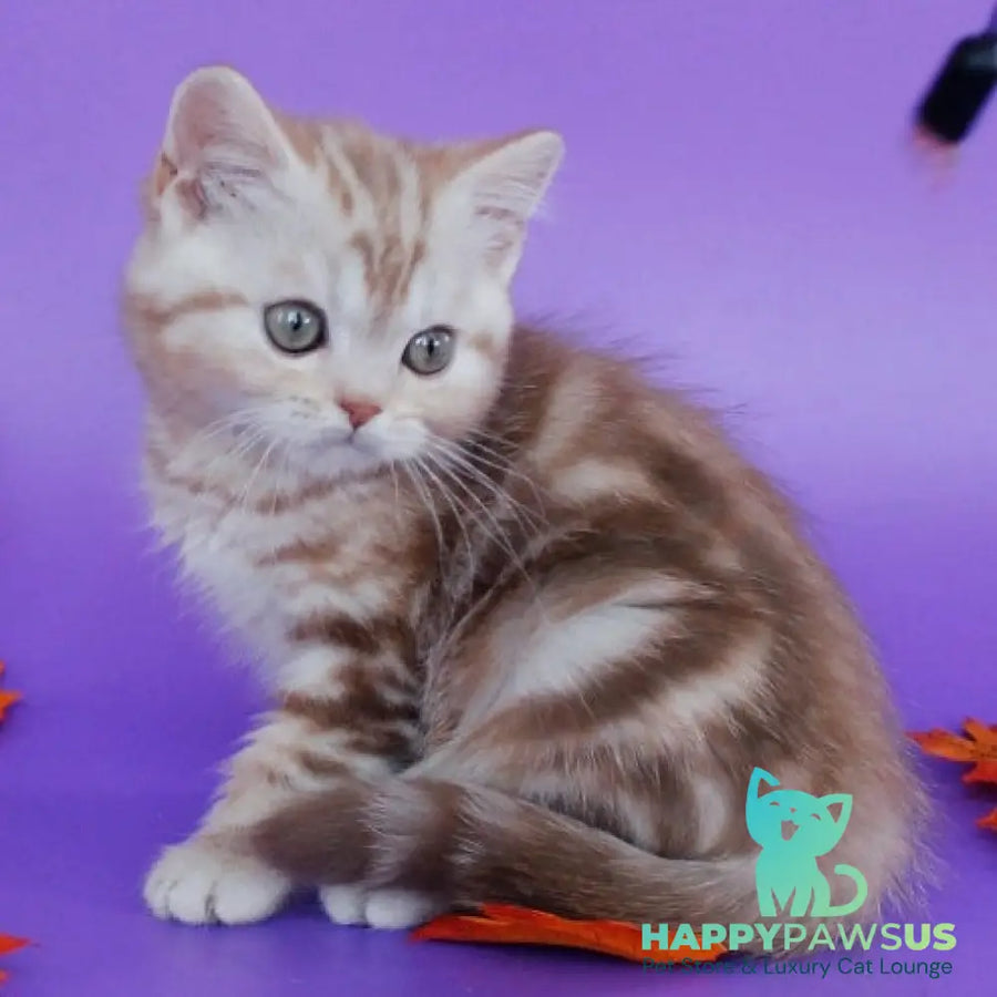 Danko Scottish Straight male cinnamon tabby - live animals