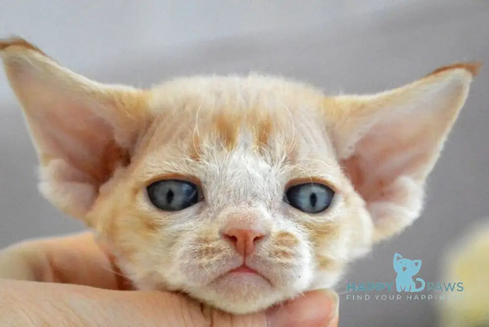 Danny Devon Rex male bicolour live animals