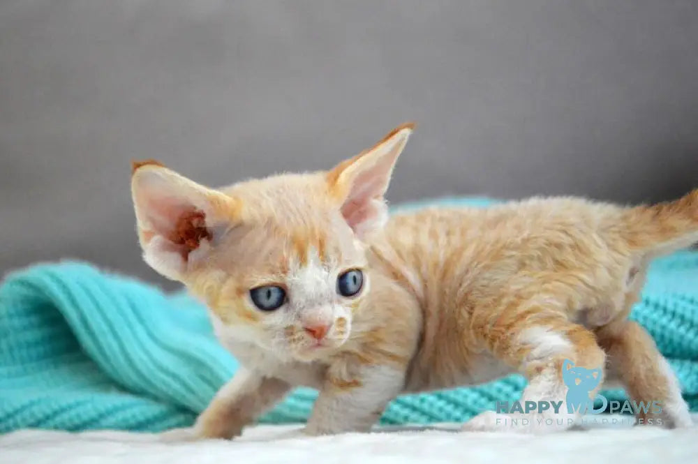 Danny Devon Rex male bicolour live animals
