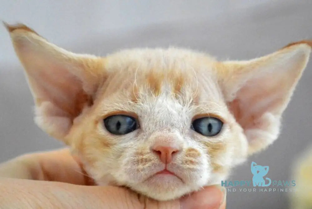 Danny Devon Rex male bicolour live animals