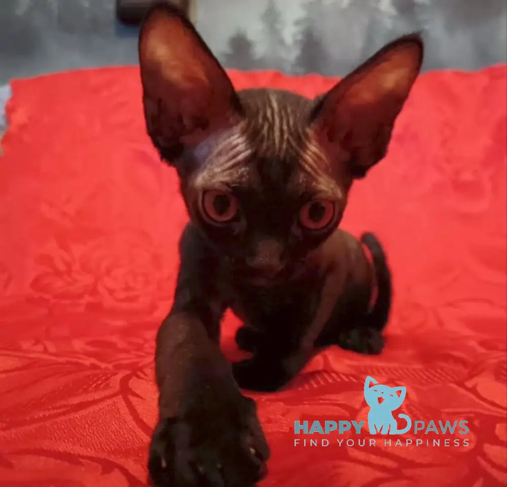 Danny Devon Rex male black live animals