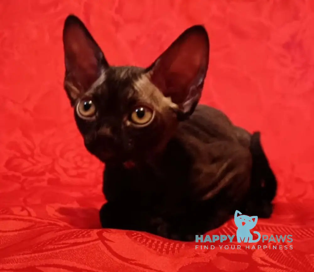 Danny Devon Rex male black live animals