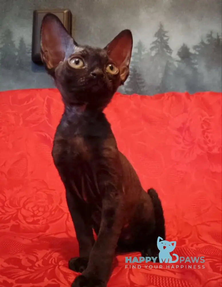 Danny Devon Rex male black live animals