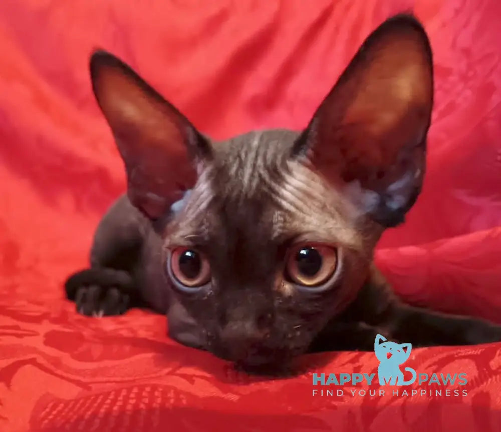 Danny Devon Rex male black live animals