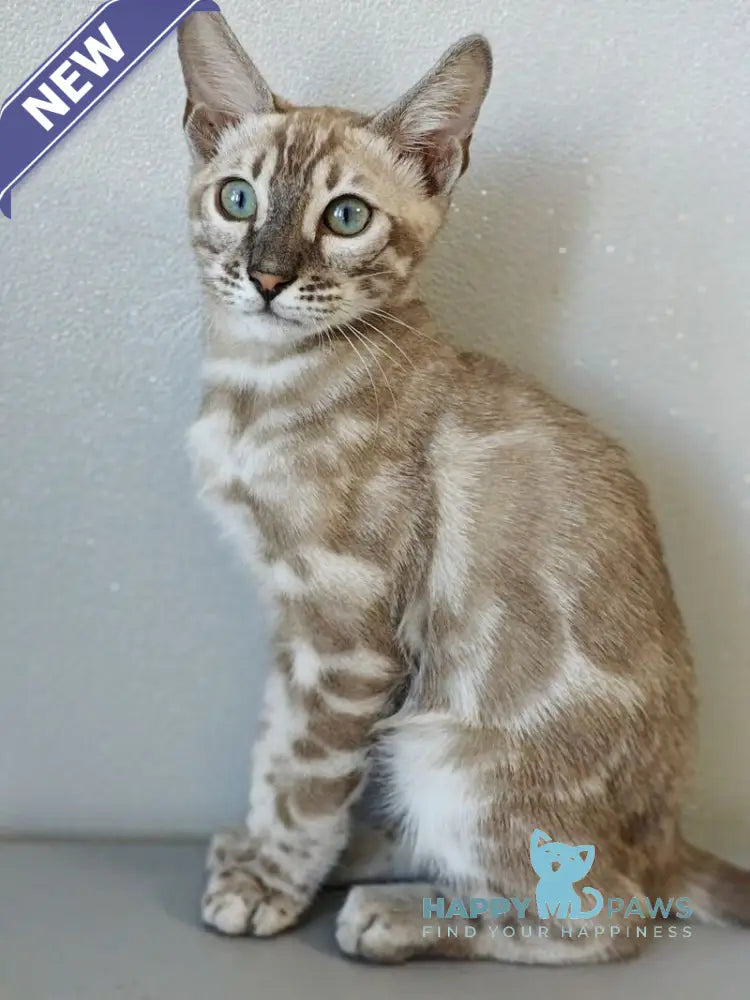 Dante Bengal male black amber silver spotted tabby pointed live animals