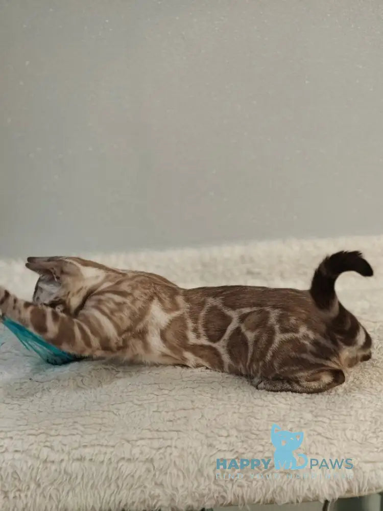 Dante Bengal male black amber silver spotted tabby pointed live animals