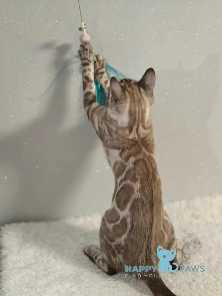 Dante Bengal male black amber silver spotted tabby pointed live animals