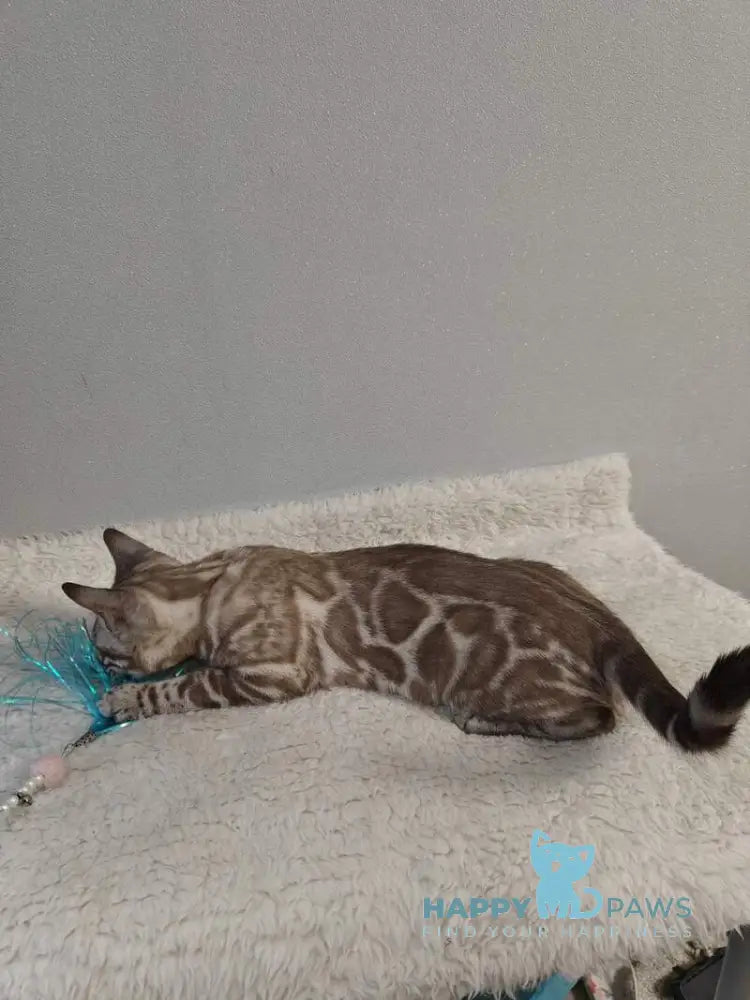 Dante Bengal male black amber silver spotted tabby pointed live animals