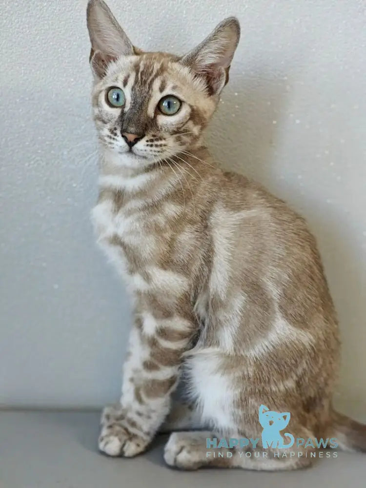 Dante Bengal male black amber silver spotted tabby pointed live animals
