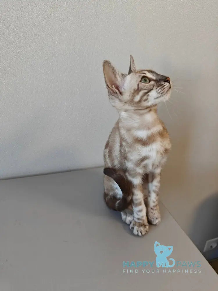 Dante Bengal male black amber silver spotted tabby pointed live animals