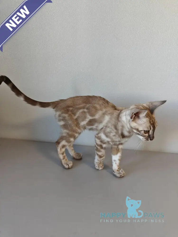 Dante Bengal male black amber silver spotted tabby pointed live animals