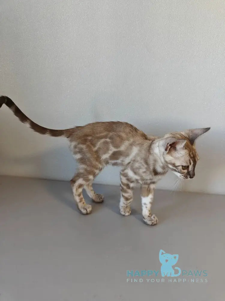 Dante Bengal male black amber silver spotted tabby pointed live animals