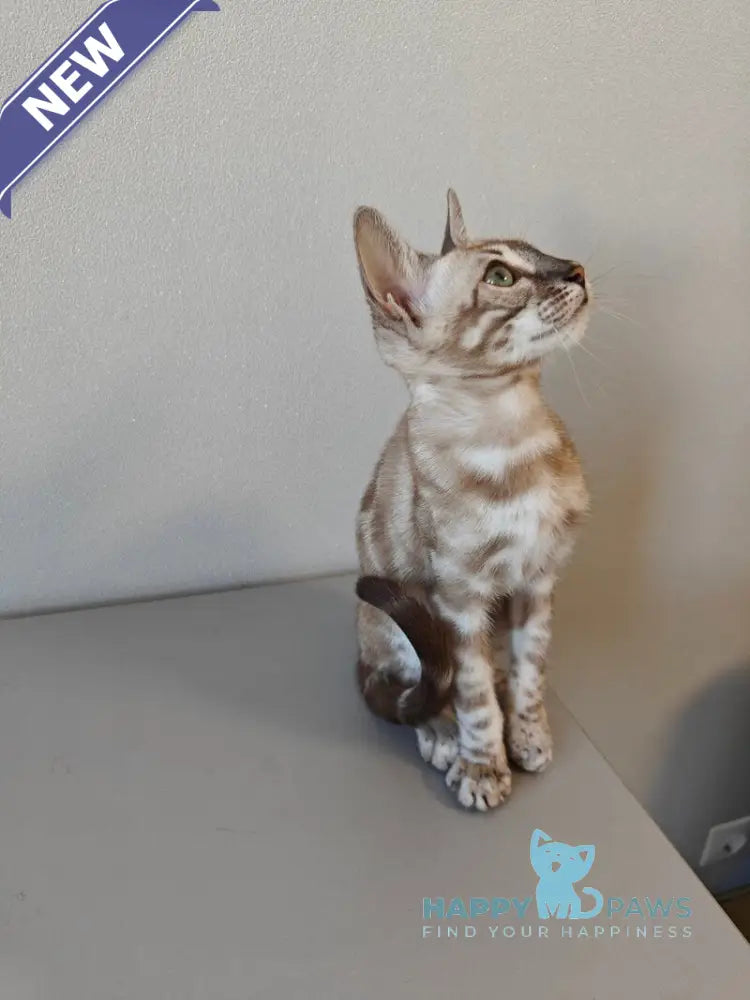 Dante Bengal male black amber silver spotted tabby pointed live animals