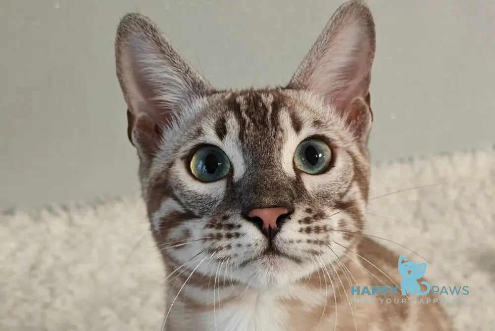 Dante Bengal male black amber silver spotted tabby pointed live animals