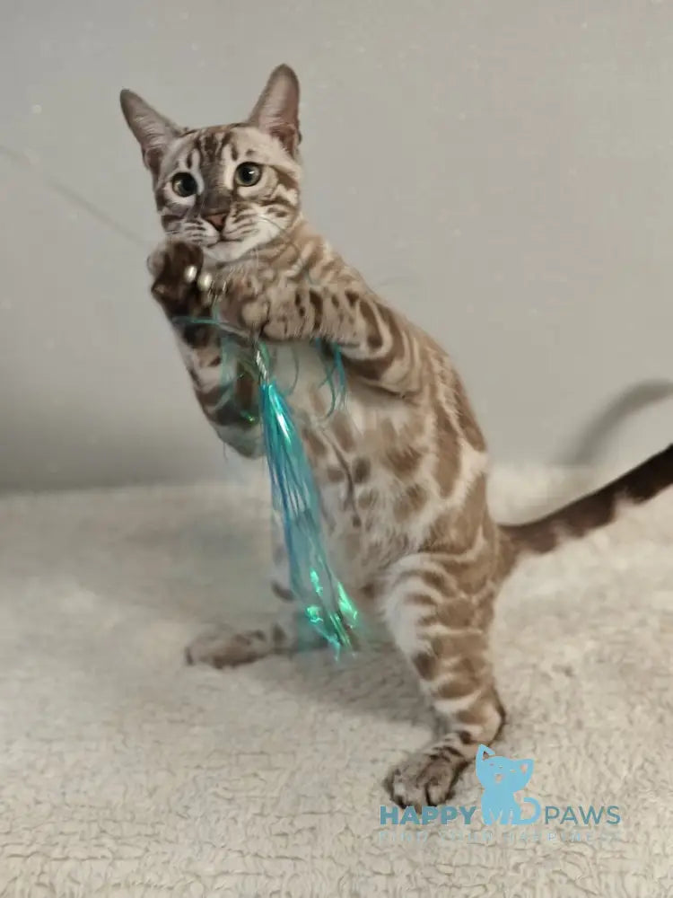 Dante Bengal male black amber silver spotted tabby pointed live animals