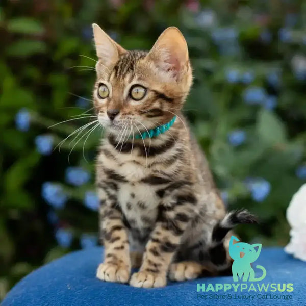 Dante Bengal male black spotted tabby - live animals