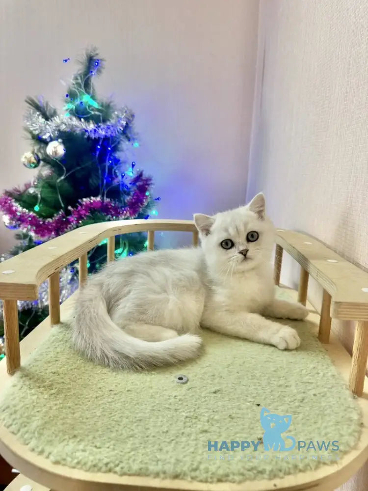 Dante British Shorthair male black silver shaded live animals