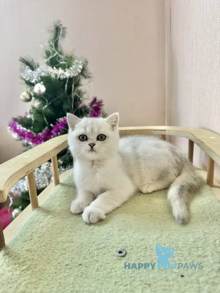 Dante British Shorthair male black silver shaded live animals