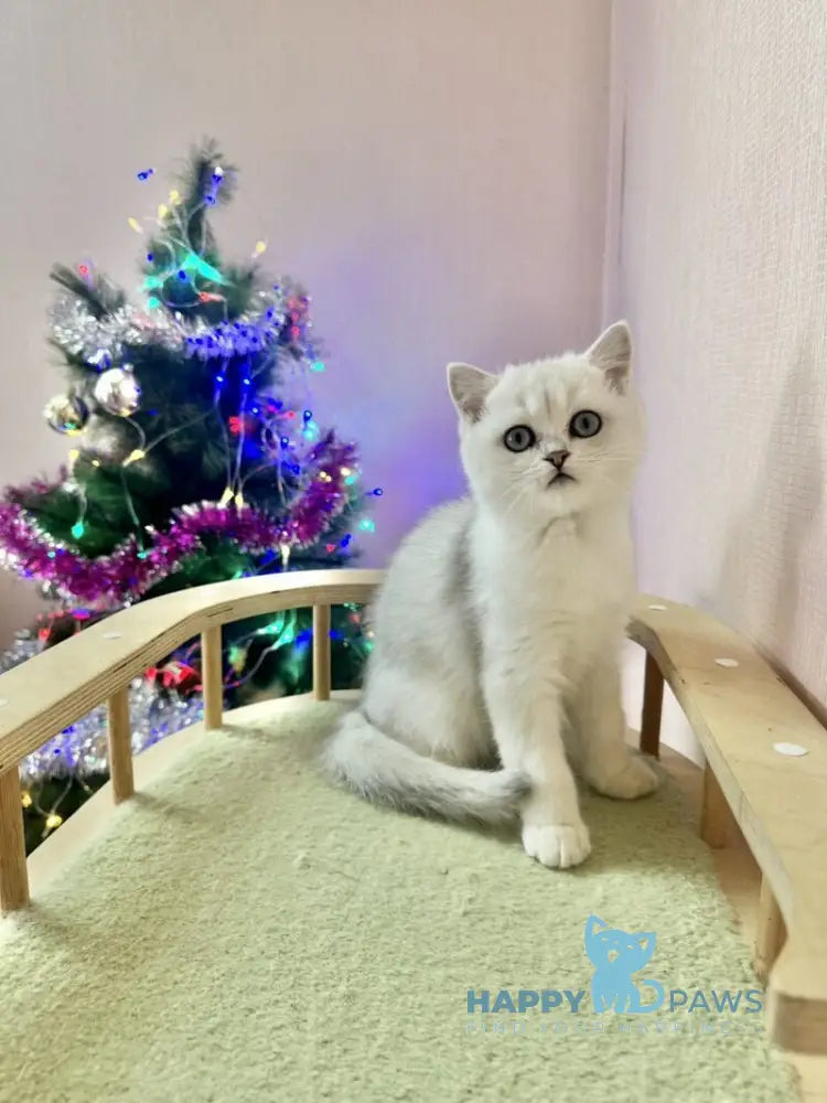 Dante British Shorthair male black silver shaded live animals