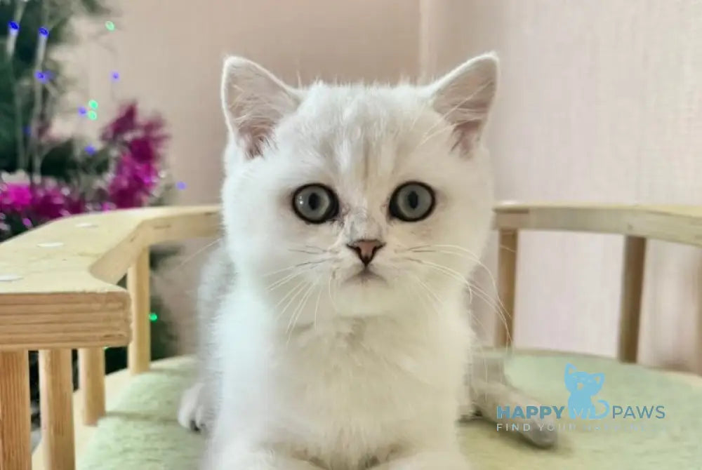 Dante British Shorthair male black silver shaded live animals