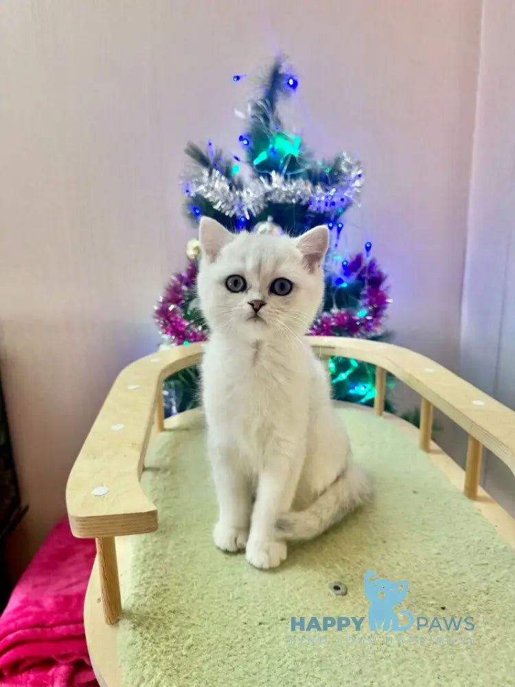 Dante British Shorthair male black silver shaded live animals