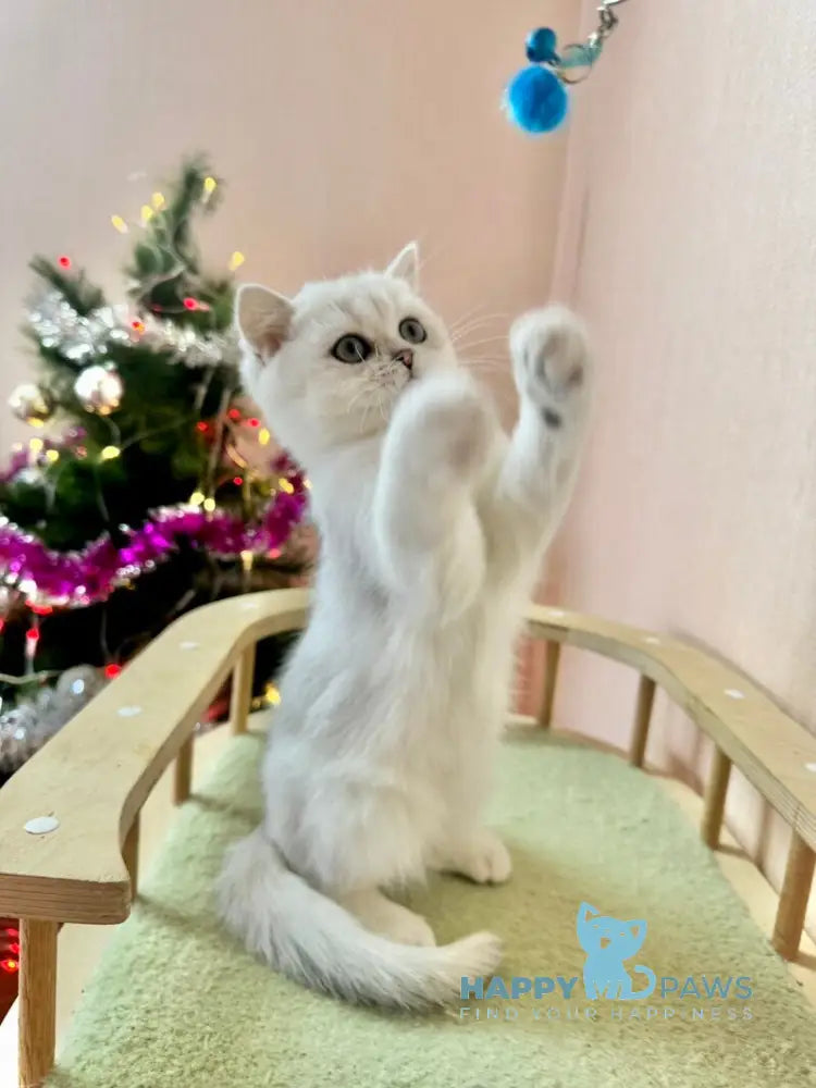 Dante British Shorthair male black silver shaded live animals