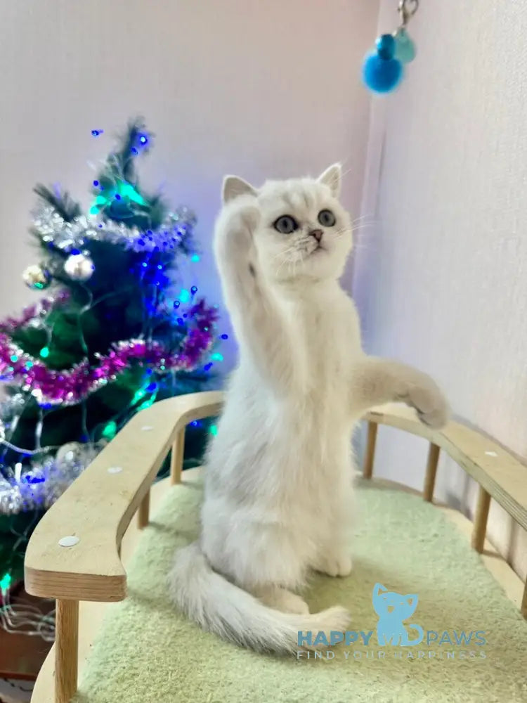 Dante British Shorthair male black silver shaded live animals