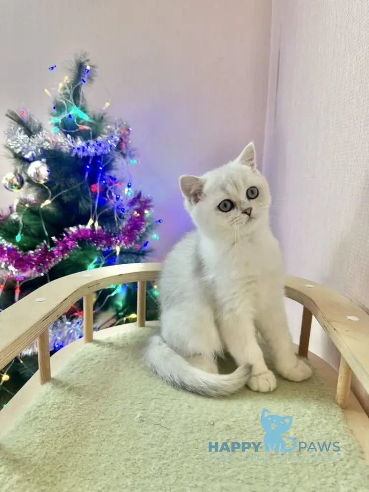Dante British Shorthair male black silver shaded live animals