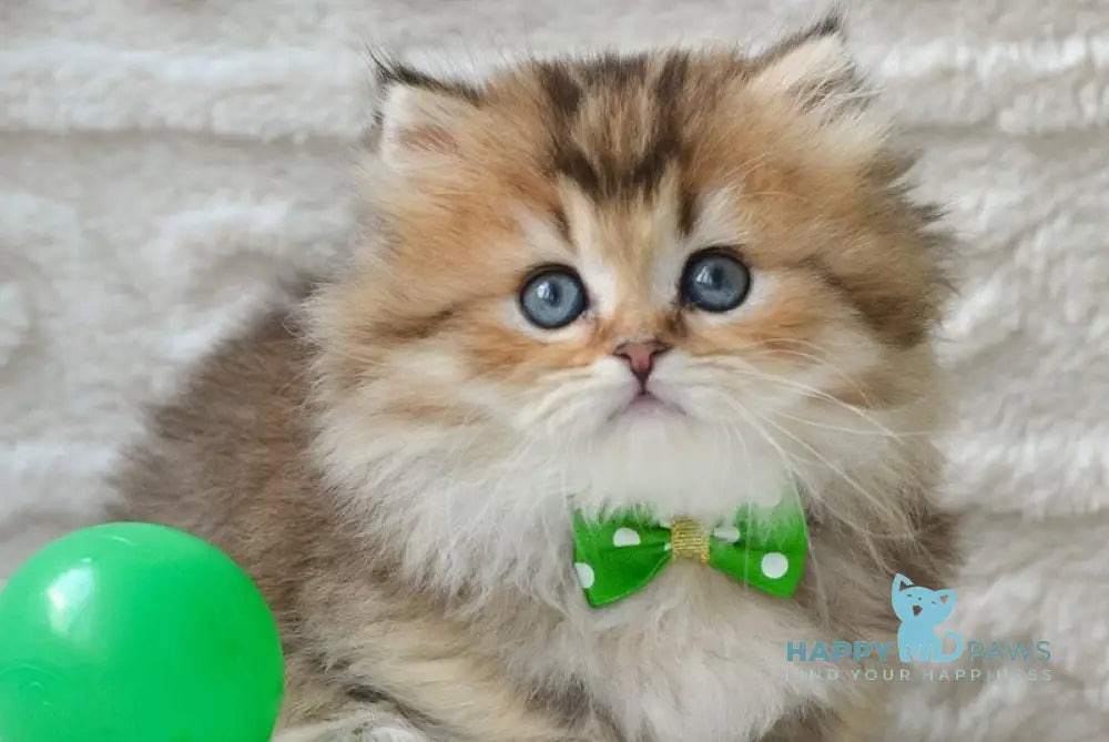Dante Munchkin male black golden ticked tabby - live animals