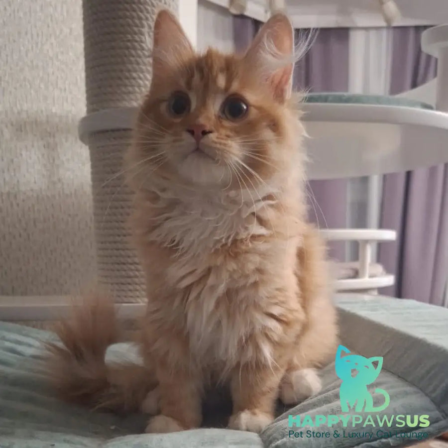 Dantes Siberian male red with white spotted tabby - live animals