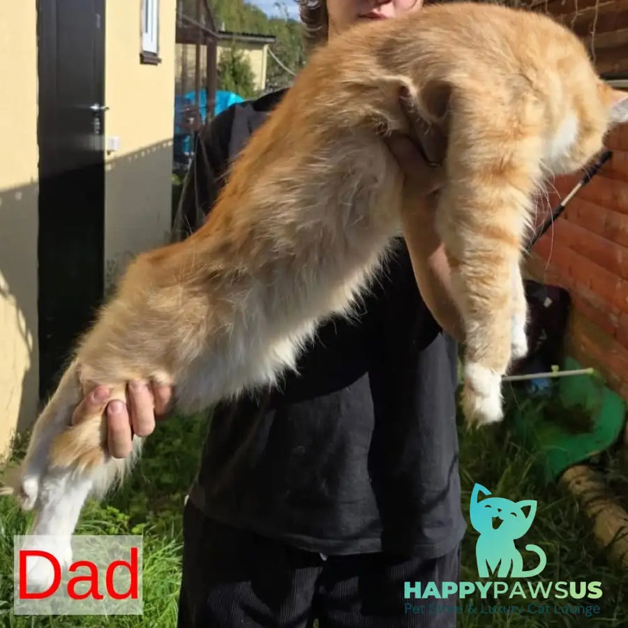 Dantes Siberian male red with white spotted tabby - live animals
