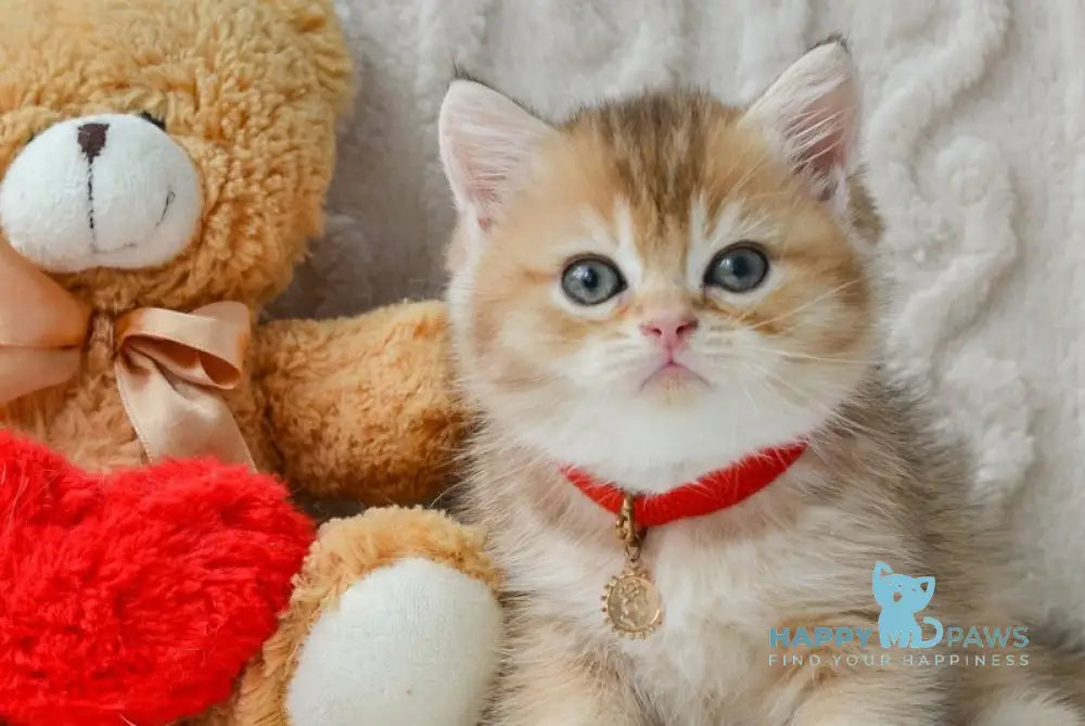 Dick British Shorthair male black golden ticked tabby live animals