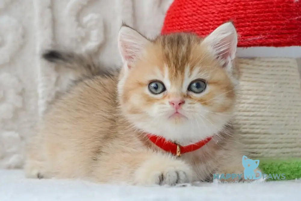 Dick British Shorthair male black golden ticked tabby live animals