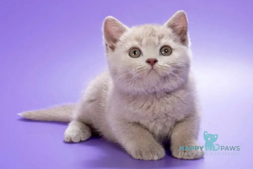 Dany British Shorthair male lilac live animals