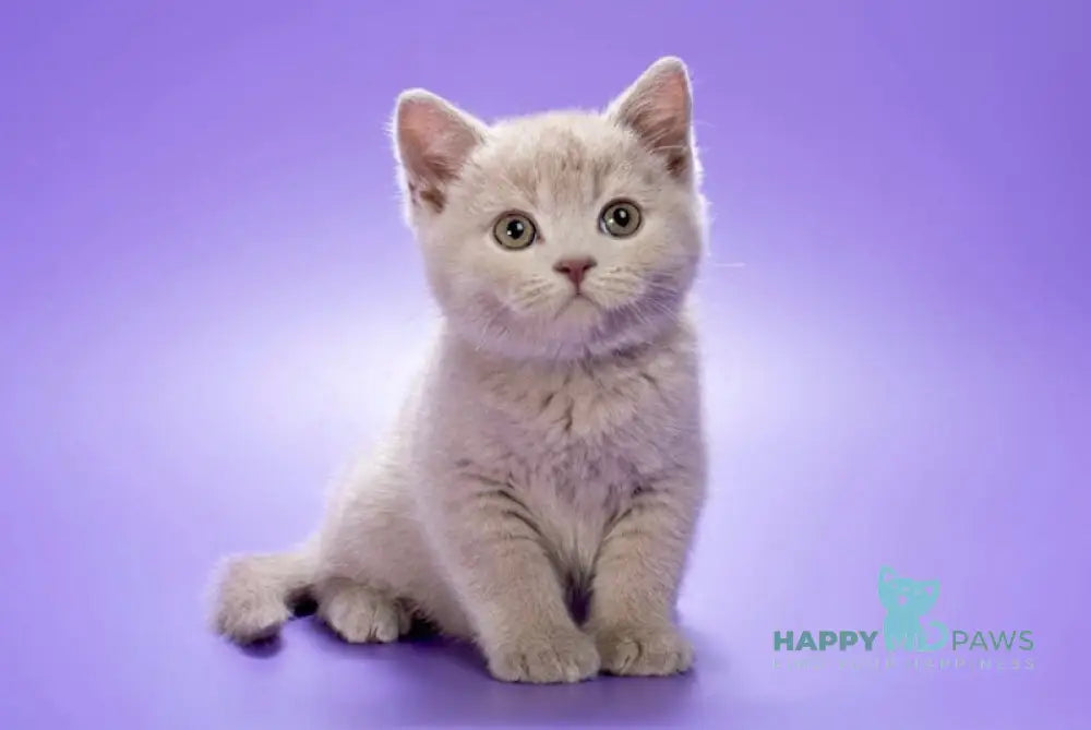 Dany British Shorthair male lilac live animals