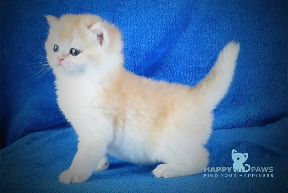 Danya British Shorthair male black golden chinchilla live animals