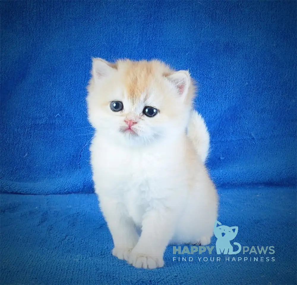Danya British Shorthair male black golden chinchilla live animals