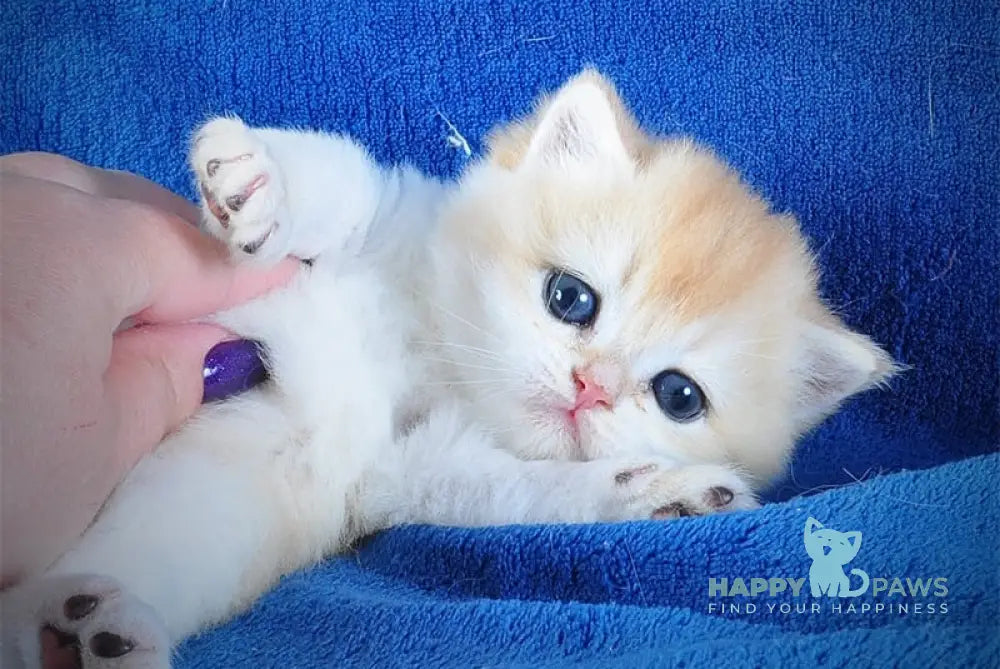 Danya British Shorthair male black golden chinchilla live animals