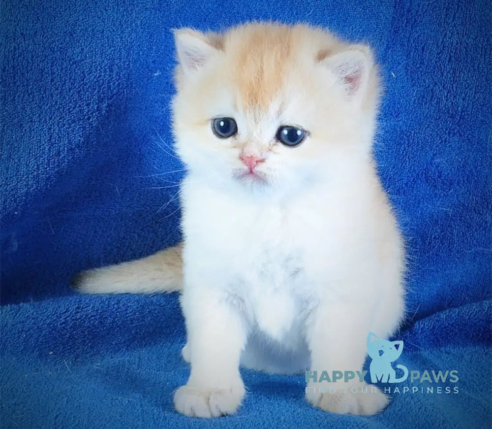 Danya British Shorthair male black golden chinchilla live animals