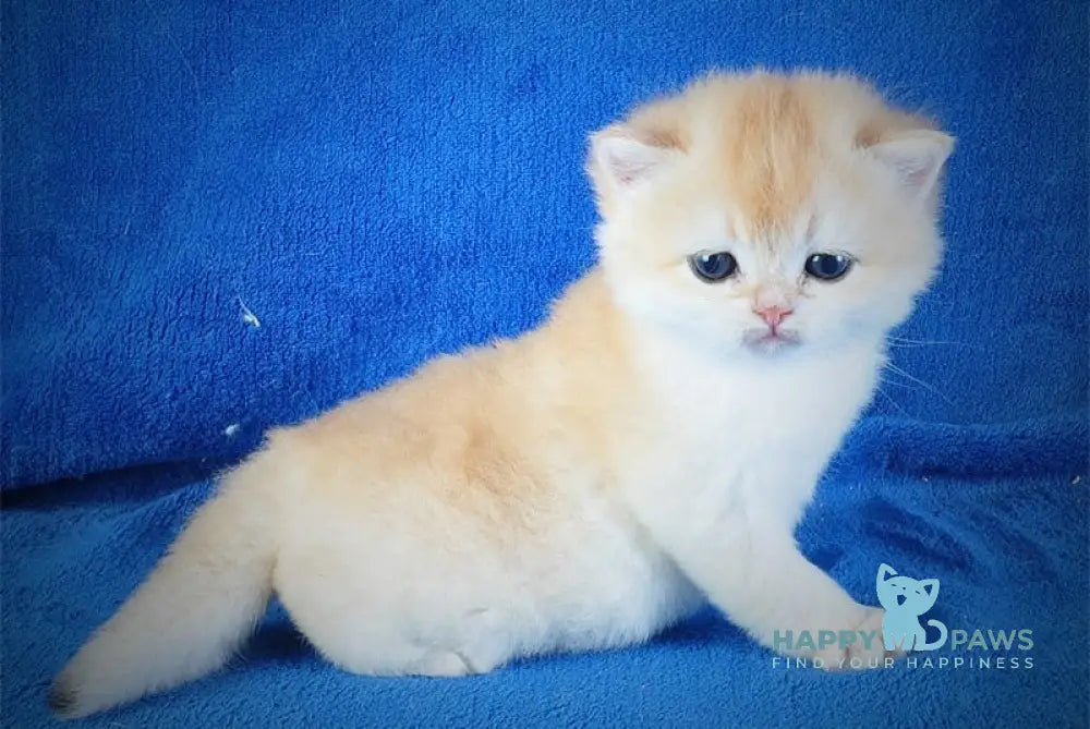 Danya British Shorthair male black golden chinchilla live animals