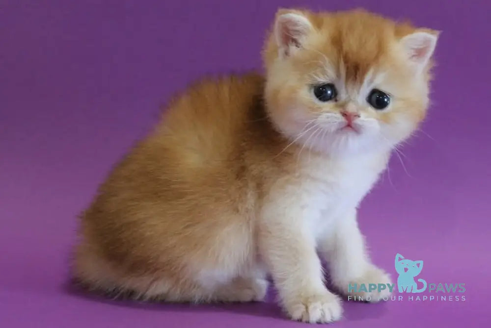 Danya Scottish Straight male black golden shaded live animals