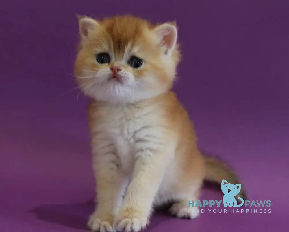 Danya Scottish Straight male black golden shaded live animals