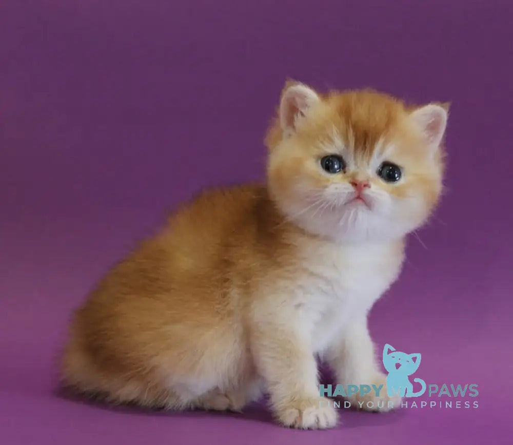 Danya Scottish Straight male black golden shaded live animals