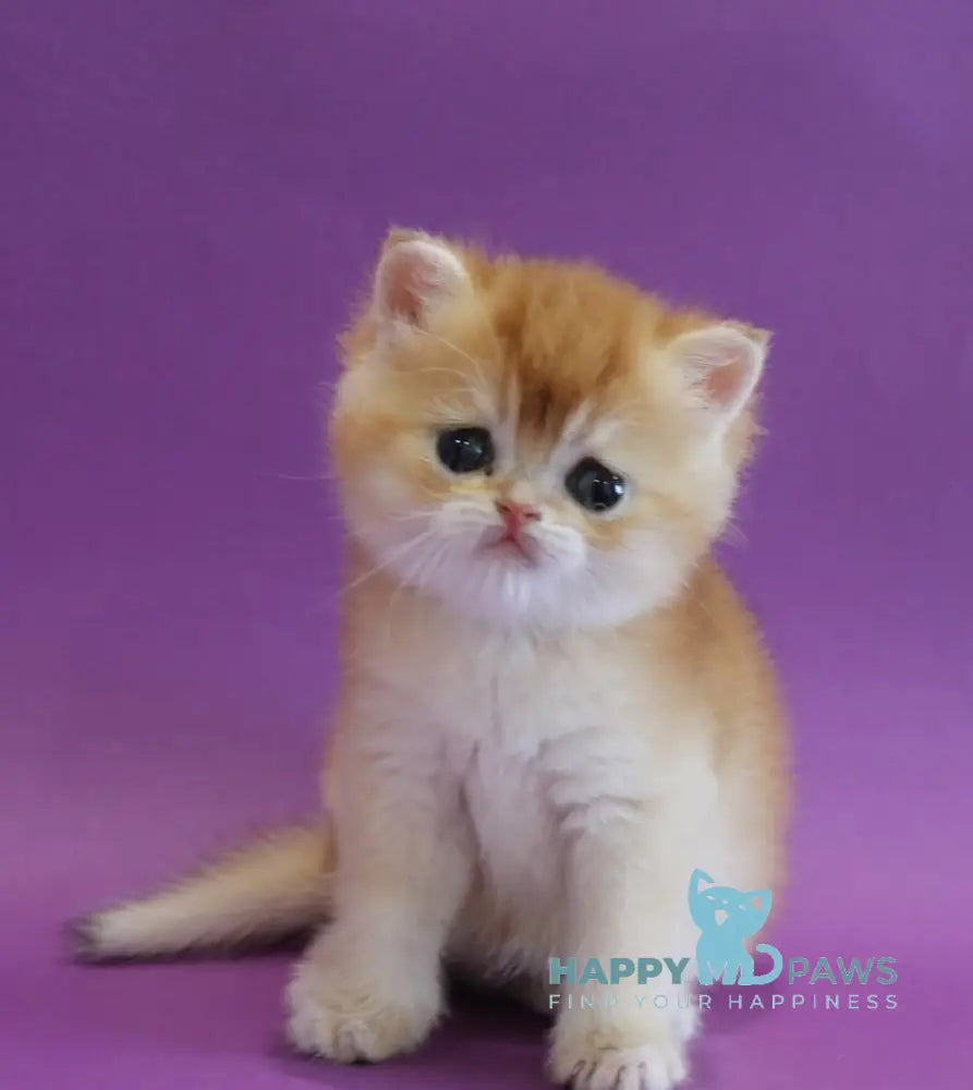 Danya Scottish Straight male black golden shaded live animals