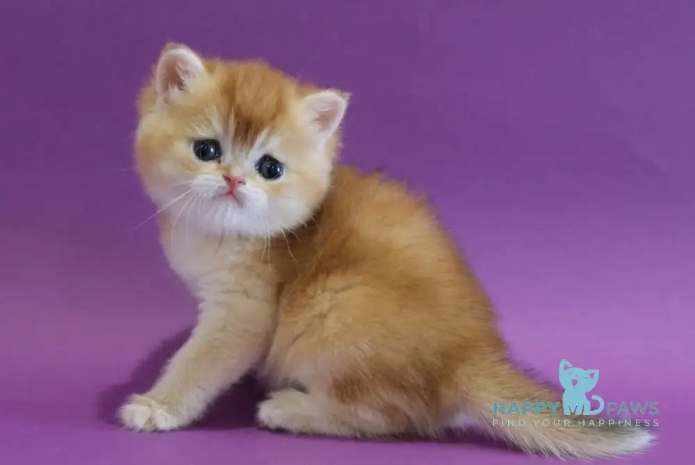 Danya Scottish Straight male black golden shaded live animals