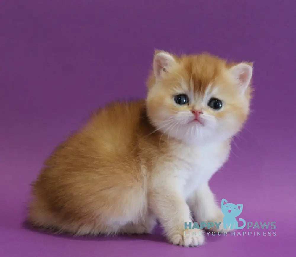 Danya Scottish Straight male black golden shaded live animals